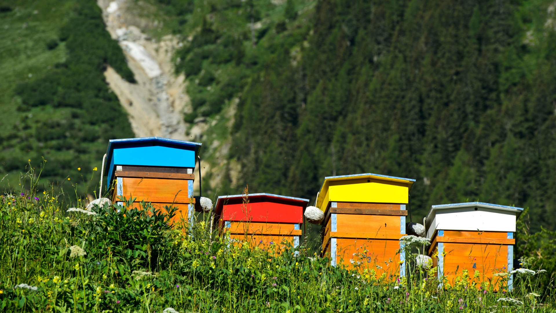 Oasi 3Bee